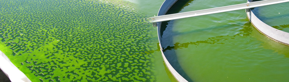 Biofuel Biofuel