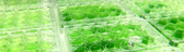 Biofuel