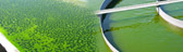 Biofuel