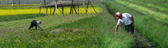 Farming